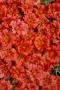 Seminte profesionale Portulaca grandiflora - Flori de piatra - imagine 48771